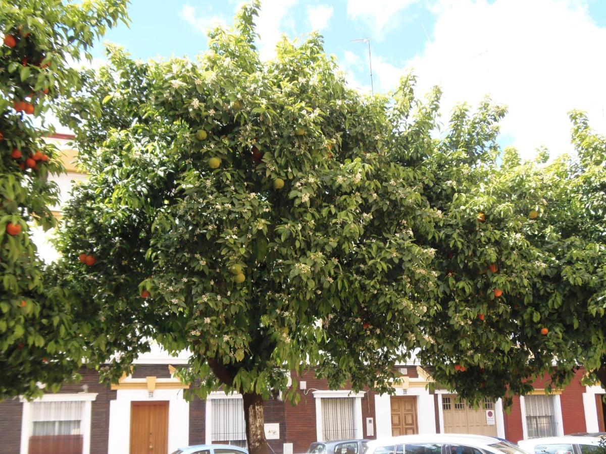 Apartamento En Triana Sevilla Kültér fotó